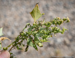 Atriplex phyllostegia