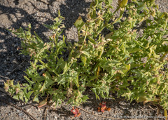 Atriplex phyllostegia