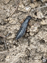 Dinothenarus badipes