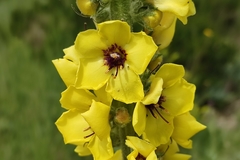 Verbascum boerhavii