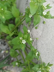 Stellaria media