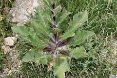 Verbascum boerhavii