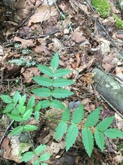 Sorbus decora