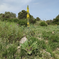 Verbascum boerhavii