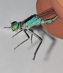 Ischnura evansi