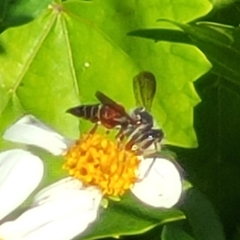 Coelioxys slossoni slossoni
