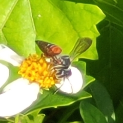 Coelioxys slossoni slossoni