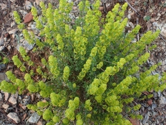 Cruciata taurica
