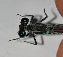 Ischnura evansi
