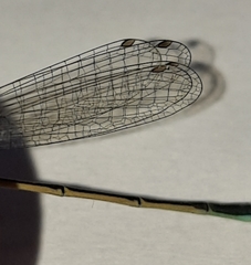 Ischnura evansi