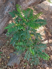 Simarouba glauca