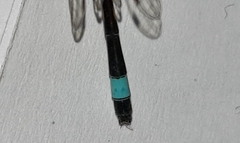 Ischnura evansi