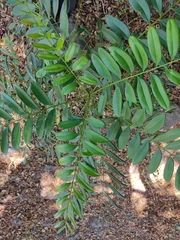 Simarouba glauca