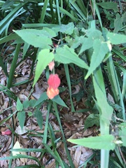 Callianthe megapotamica