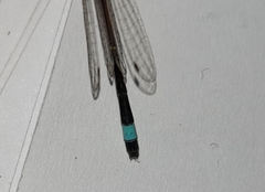Ischnura evansi