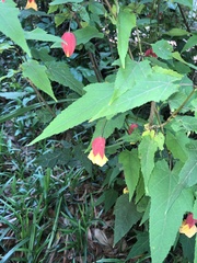 Callianthe megapotamica