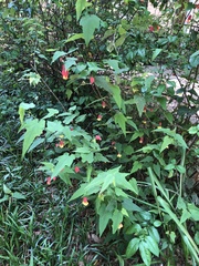 Callianthe megapotamica
