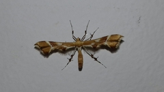 Cnaemidophorus rhododactyla