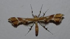 Cnaemidophorus rhododactyla