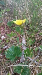 Geum calthifolium