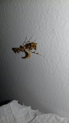 Cnaemidophorus rhododactyla