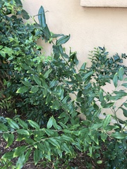 Sarcococca confusa