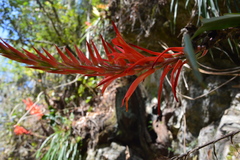 Pitcairnia ringens