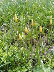 Tulipa sylvestris biebersteiniana