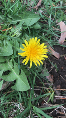 Taraxacum officinale