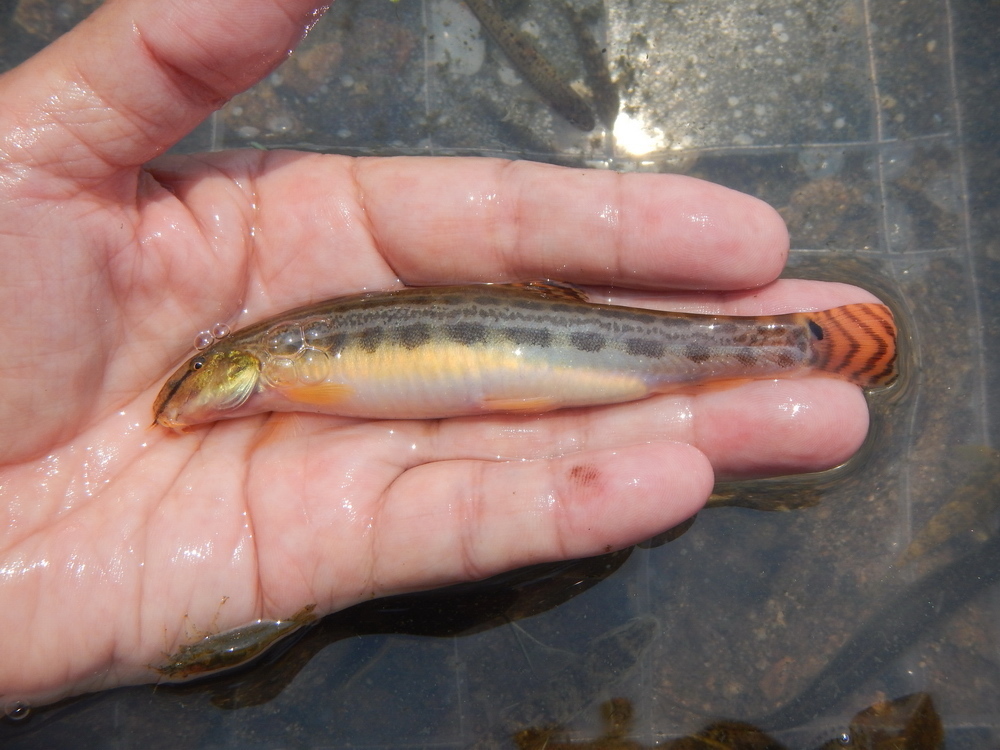 Nakdong Spined Loach