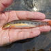 Nakdong Spined Loach - Photo (c) nuchi, some rights reserved (CC BY-NC)