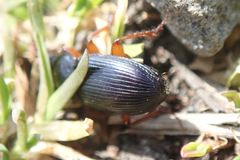 Harpalus griseus