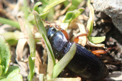 Harpalus griseus