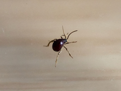 Gibbium aequinoctiale