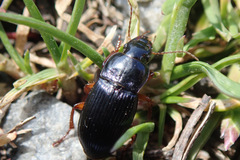 Harpalus griseus