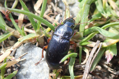Harpalus griseus
