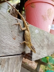 Anolis