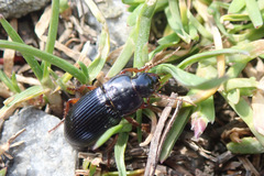 Harpalus griseus