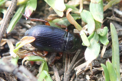 Harpalus griseus