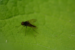 Chrysopilus proximus
