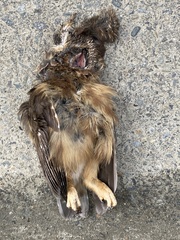 Aegolius acadicus brooksi