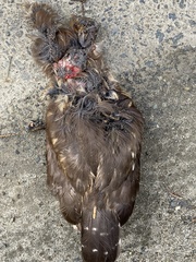 Aegolius acadicus brooksi