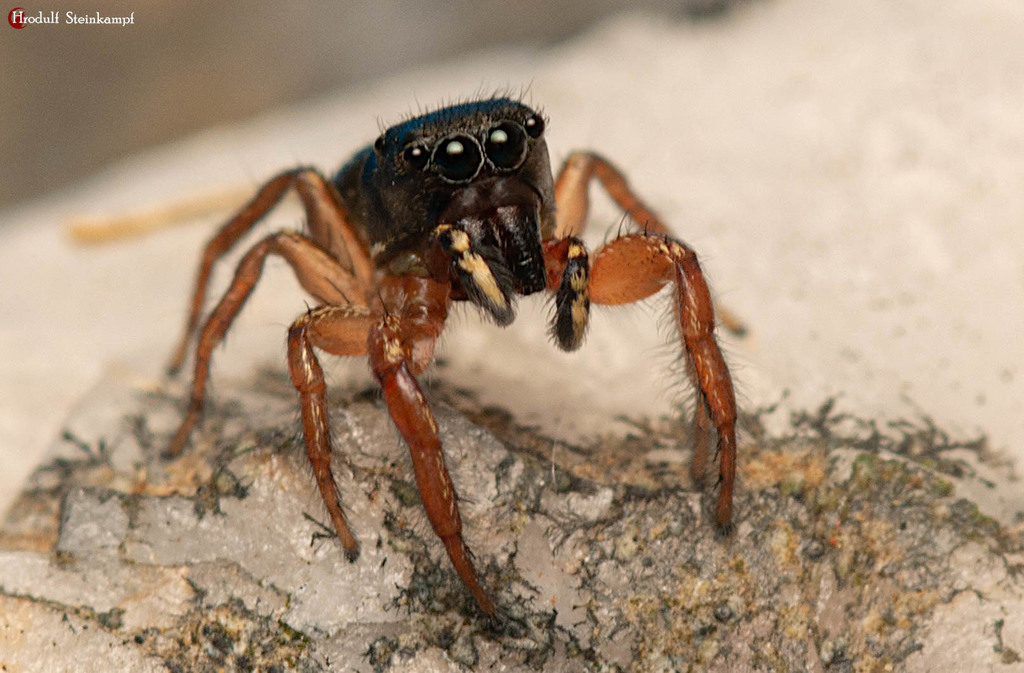 Haddad's sun jumping spider