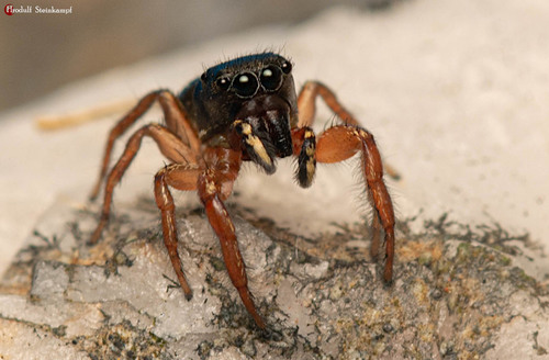 Heliophanus charlesi