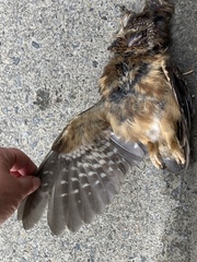 Aegolius acadicus brooksi