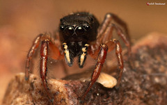 Heliophanus charlesi