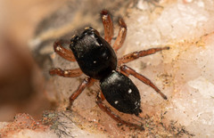 Heliophanus charlesi