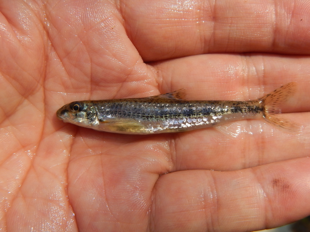 Longnose Gudgeons