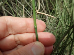 Ephedra foeminea
