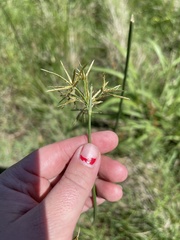 Cyperus articulatus